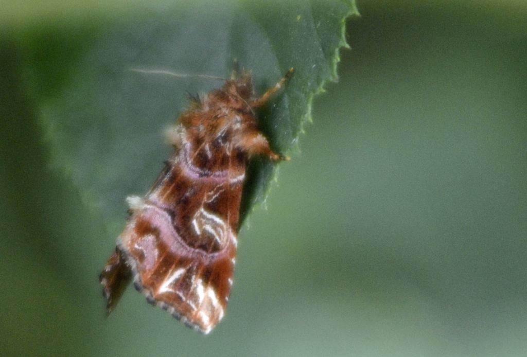 Callopistria juventina?